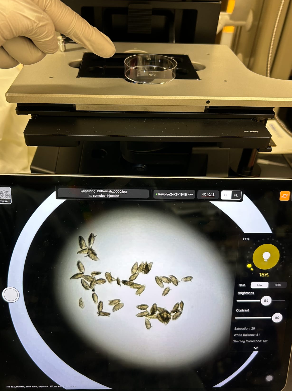 A gloved finger points at a petri dish on a microscope stage above a tablet showing dozens of eggs