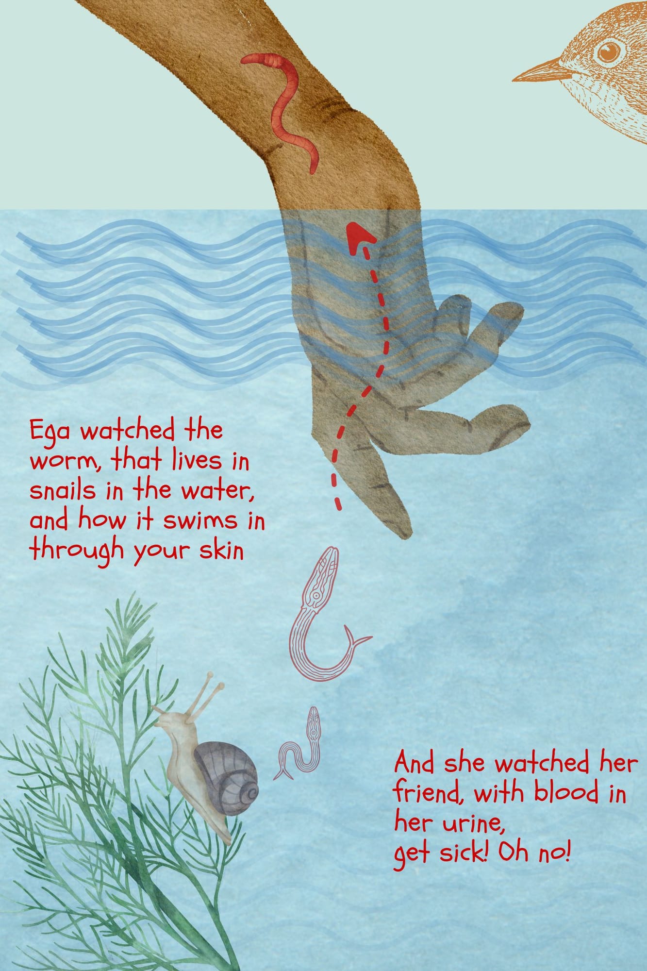 The same storybook spread in English: “Ega watched the worm, that lives in snails in the water, and how it swims in through your skin”