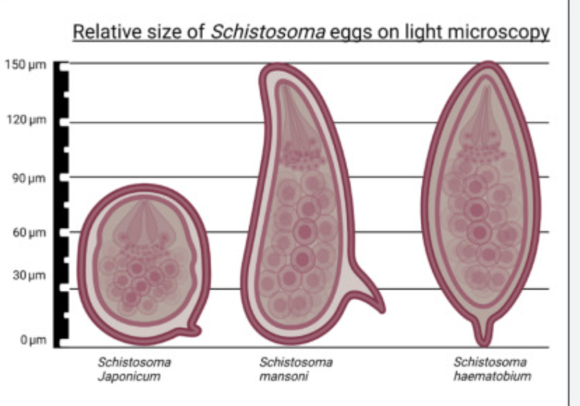 Chart comparing the relative size of Schistosoma japonicum, mansoni and haematobium eggs on light microscopy