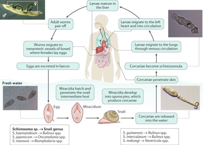 Diagram of the schistosome life cycle through freshwater snails and a human host