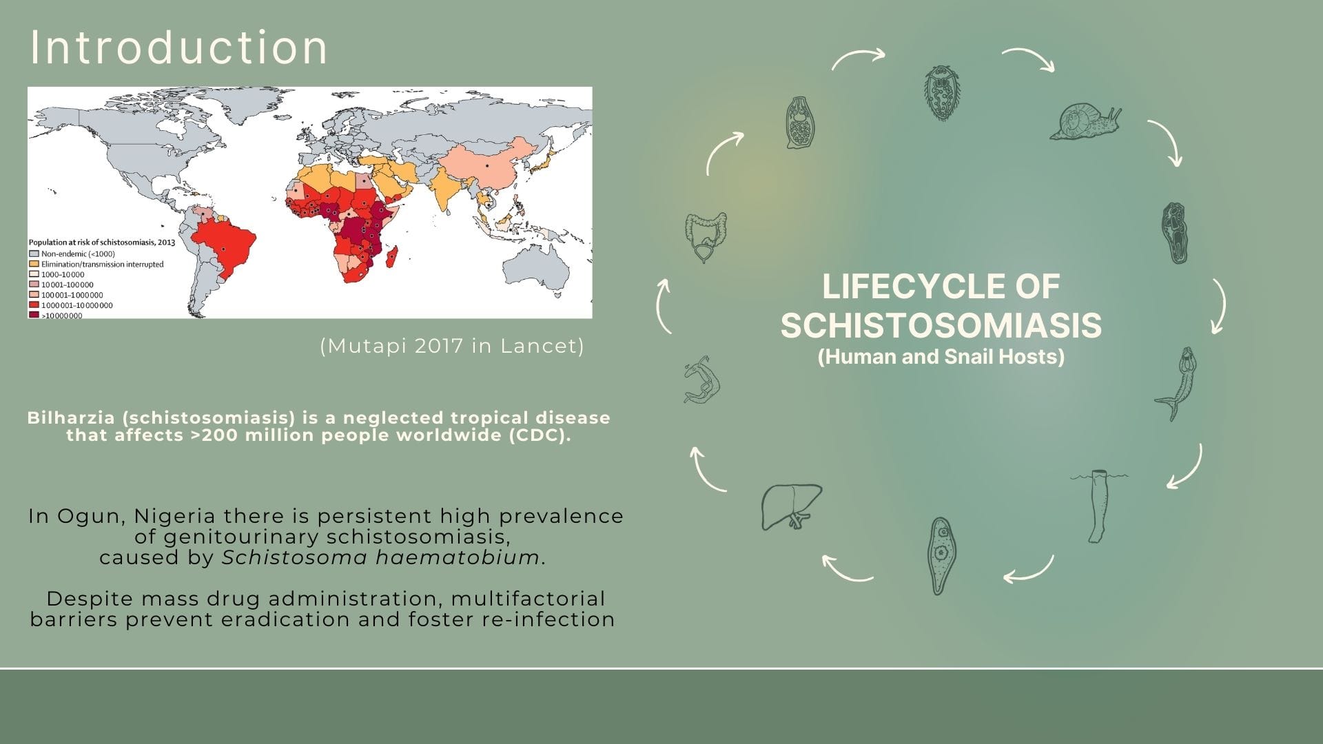 Slide: a map of schistosomiasis prevalence across Africa beside a circular diagram of the parasite’s life cycle through human and snail hosts