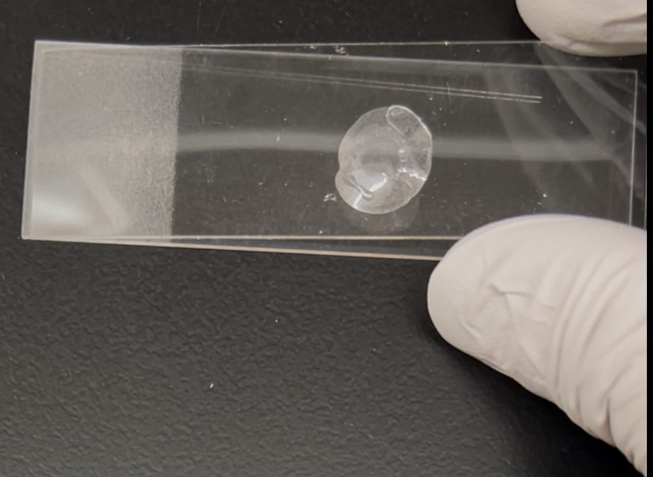 A gloved hand holds a glass slide with a wet filter disc under a clear acrylic coverslip
