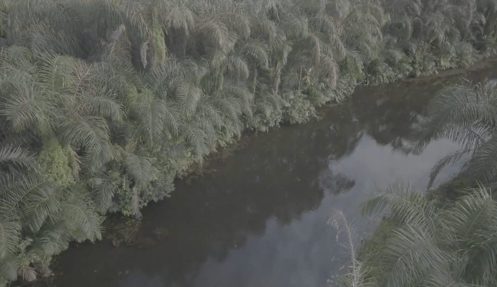 Drone still of a dark river channel winding between dense stands of palm and forest