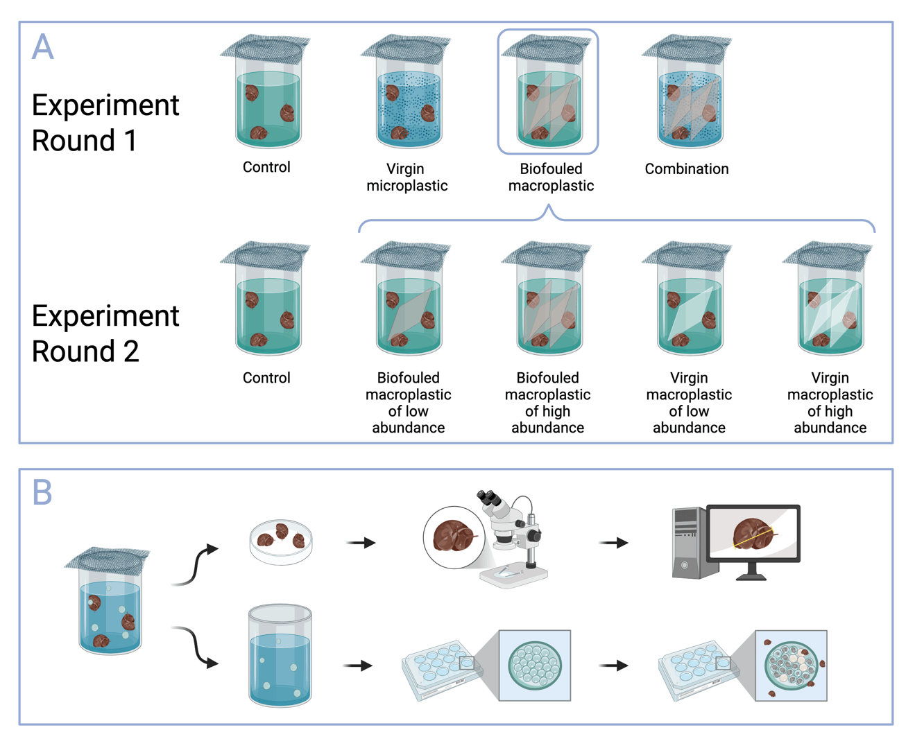 Experimental design diagram: beakers of snails with virgin or biofouled macroplastic at low and high abundance, across two experimental rounds