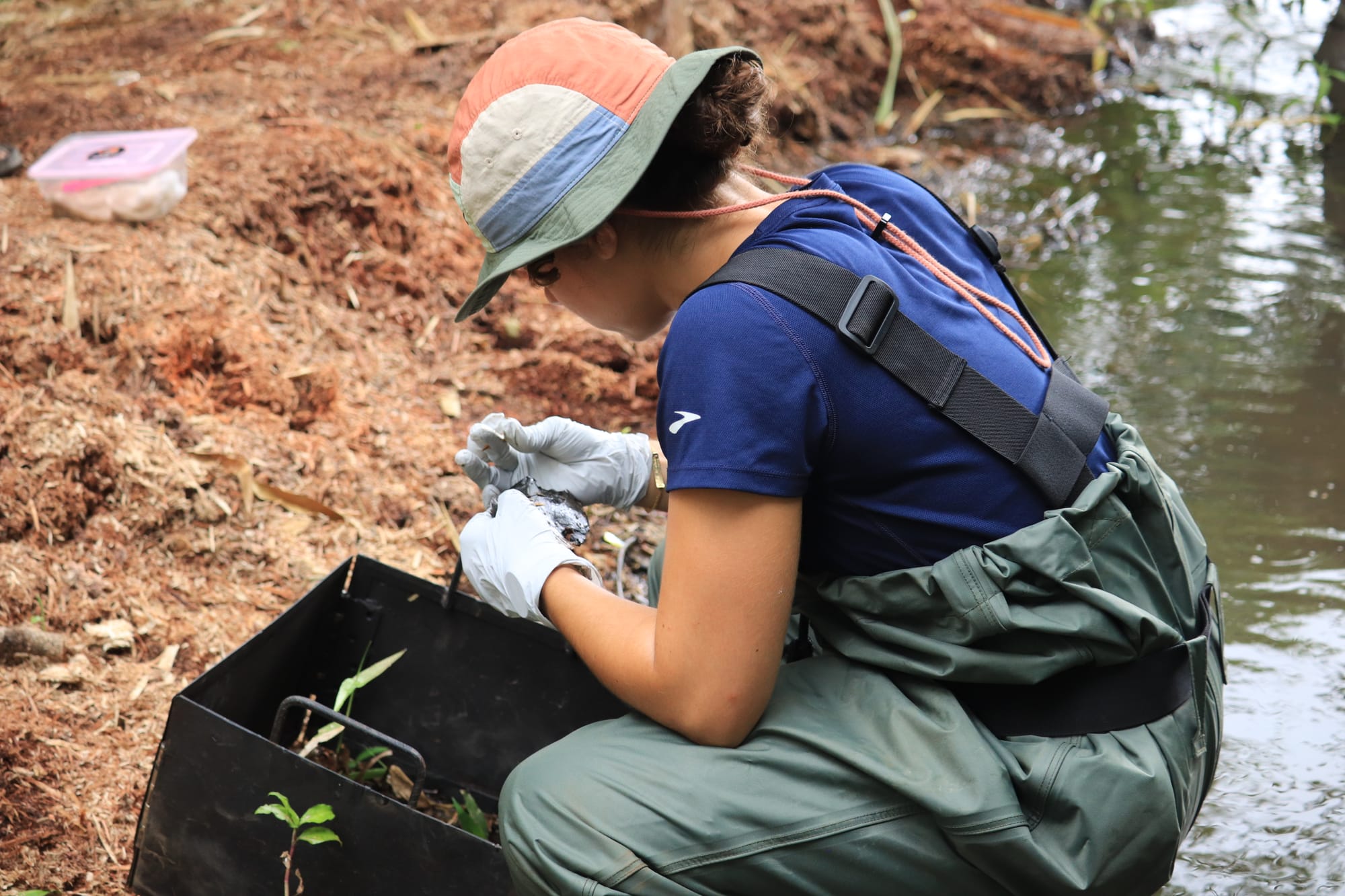 A researcher in waders and a sun hat crouches over a quadrat on a muddy bank, sorting through its contents