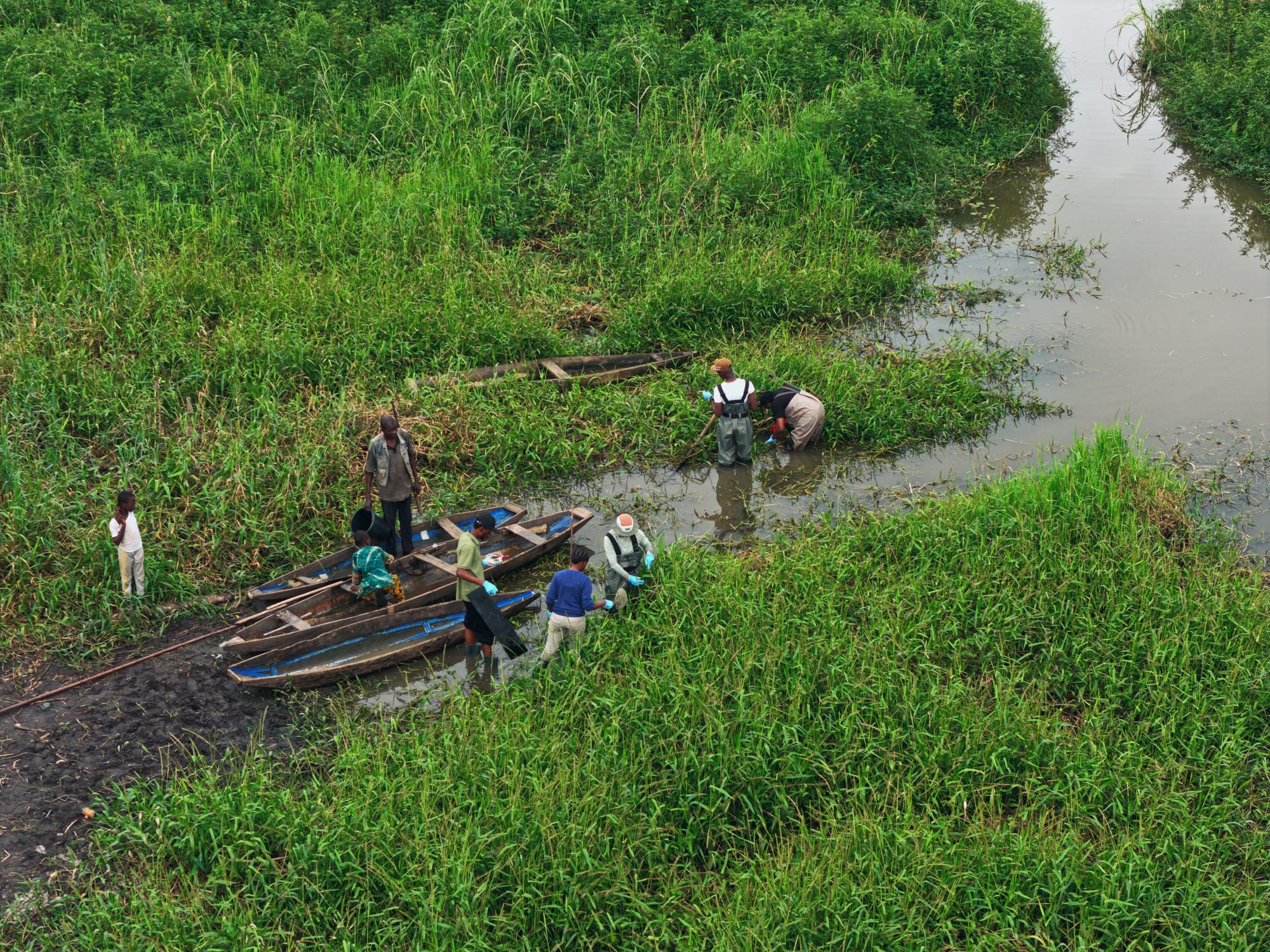 Aerial view of wooden canoes pulled into a green channel of river vegetation, with the survey team wading among the plants