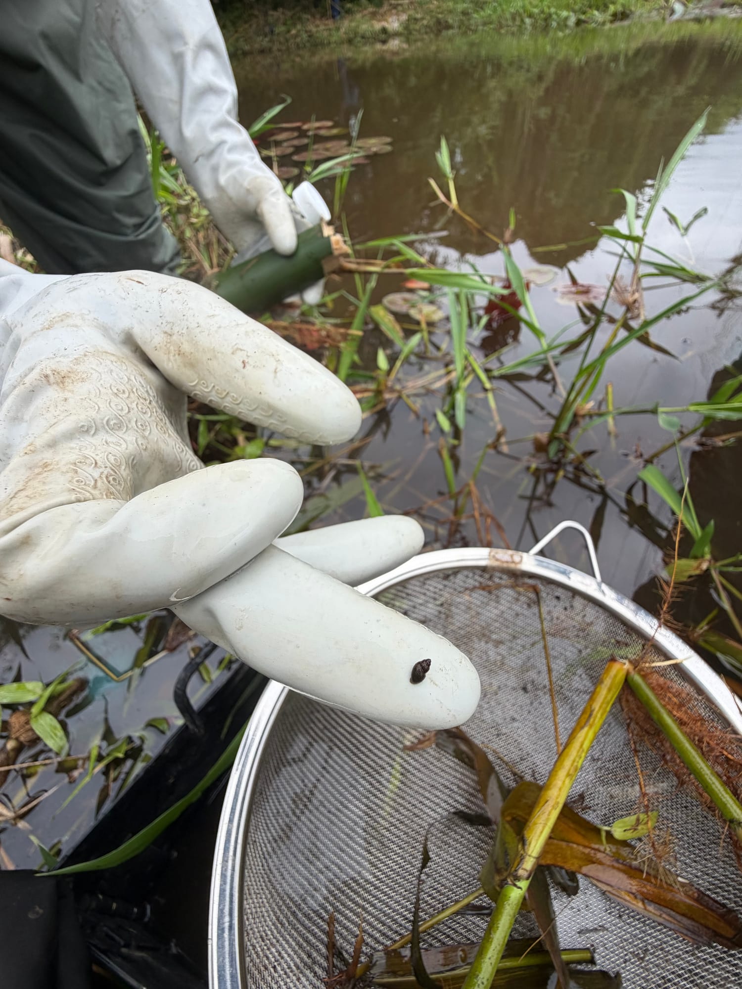 A gloved hand holds a Bulinus snail above a kitchen-sieve scoop in shallow water